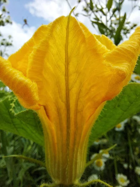 Velká Žlutá Dýňová Květina — Stock fotografie