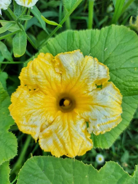 Большой Желтый Тыквенный Цветок — стоковое фото