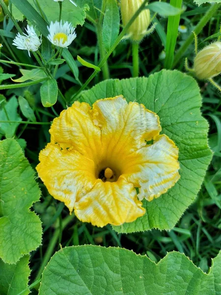 Μεγάλο Κίτρινο Λουλούδι Κολοκύθας — Φωτογραφία Αρχείου