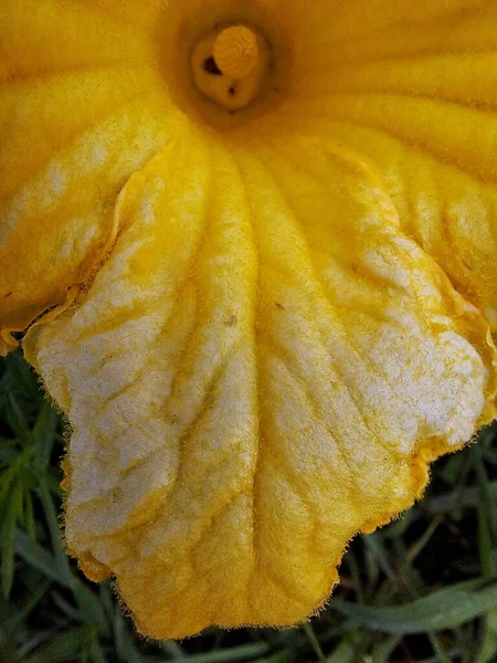 Velká Žlutá Dýňová Květina — Stock fotografie