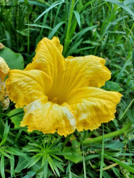 Grande Flor Abóbora Amarela — Fotografia de Stock
