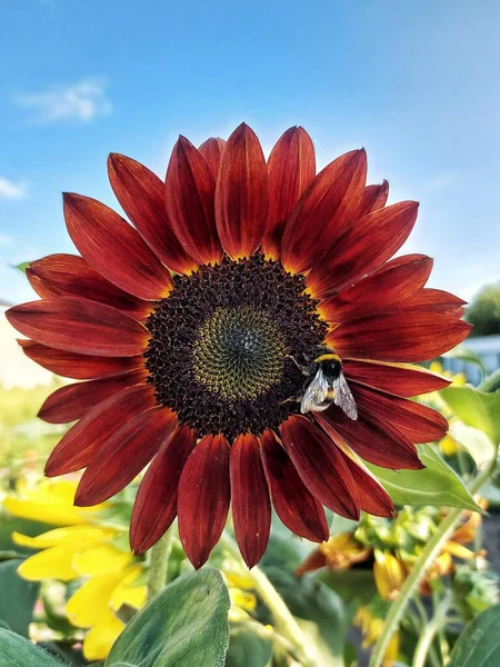 Red Sunflower Bumblebee — Stock Photo, Image