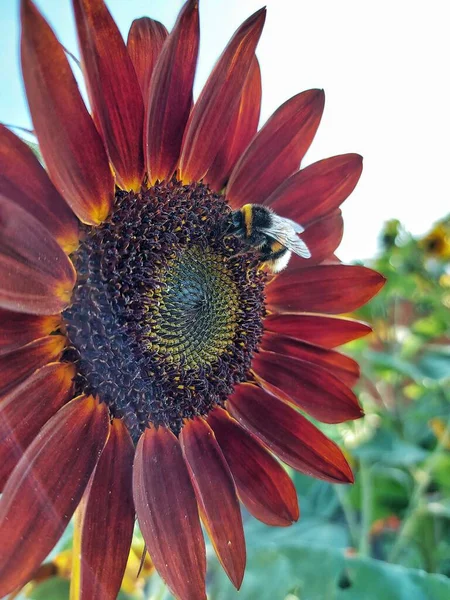 Red Sunflower Bumblebee — Stock Photo, Image