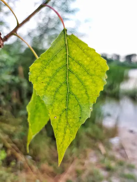 Zelené Listí Stromu — Stock fotografie