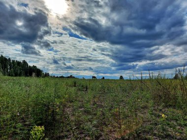 At tarlada yürüyor.