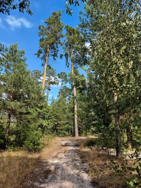 Çam ormanı ve vahşi doğa