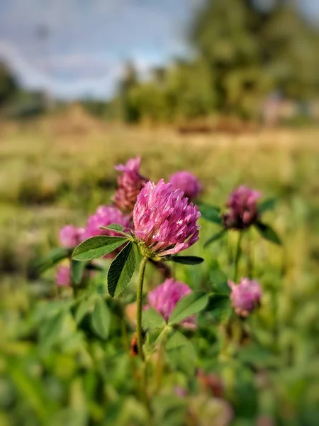 Trifoglio Viola Natura — Foto Stock
