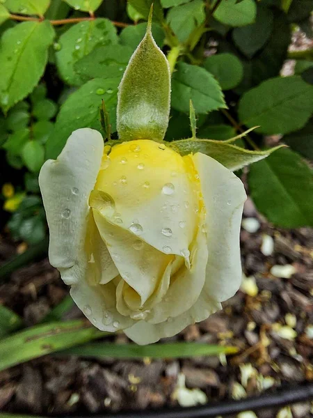 Σταγόνες Νερού Ένα Κίτρινο Τριαντάφυλλο — Φωτογραφία Αρχείου