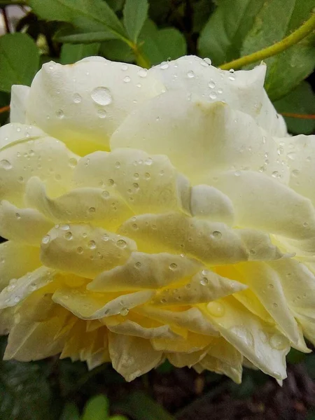 Краплі Води Жовтій Троянді — стокове фото