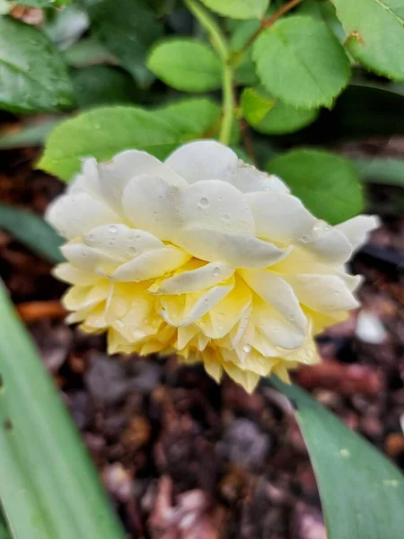 Drops Water Yellow Rose — Stock Photo, Image