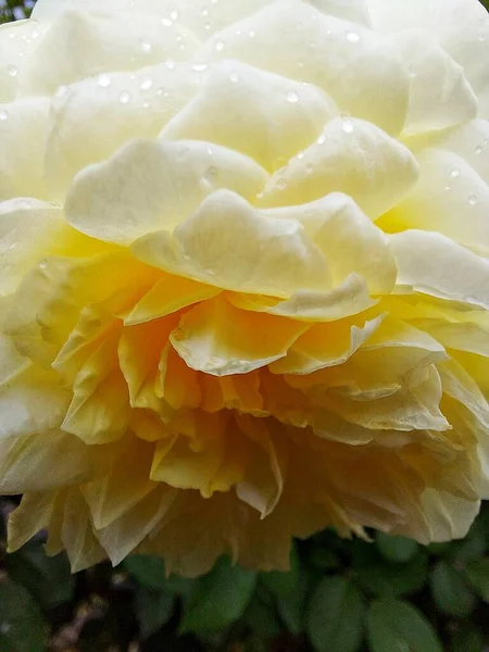 黄色のバラの水の滴 — ストック写真