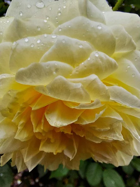 Краплі Води Жовтій Троянді — стокове фото