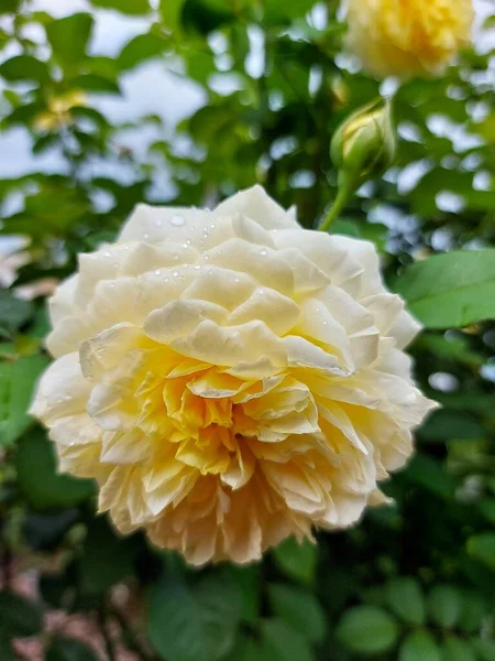 黄色のバラの水の滴 — ストック写真