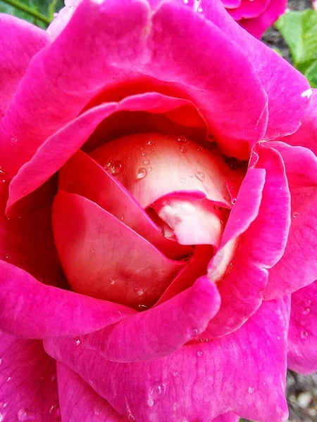 Gotas Agua Una Rosa Roja — Foto de Stock