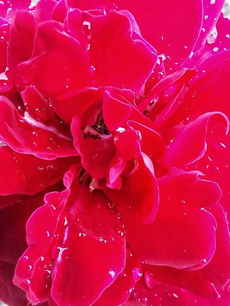 Víz Csepp Rózsa Piros — Stock Fotó