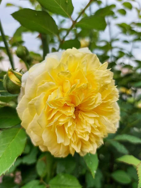 Drops Water Yellow Rose — Stock Photo, Image