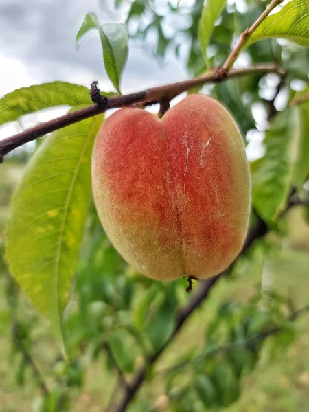 stock image A peach on a tree in the garden