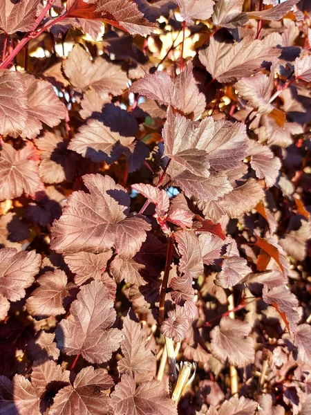 Листья Красного Дерева Рисунок Листа — стоковое фото