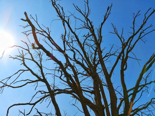 Гілки Мертвого Дерева — стокове фото