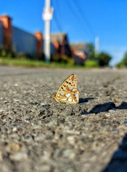 Πεταλούδα Στο Δρόμο — Φωτογραφία Αρχείου