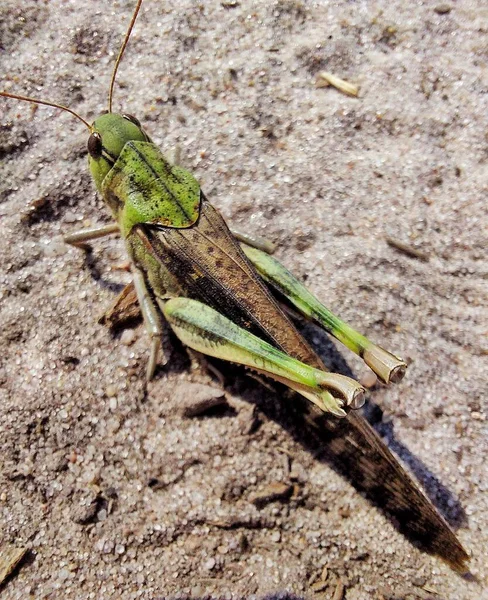 Big Grasshopper Insect Eyes — Stock Photo, Image