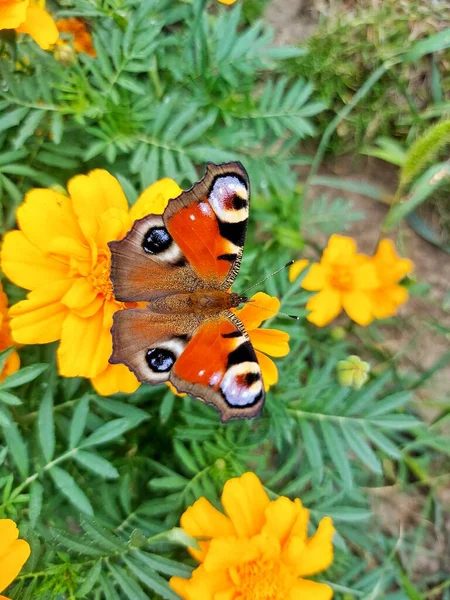黄色花朵上的蝴蝶 — 图库照片