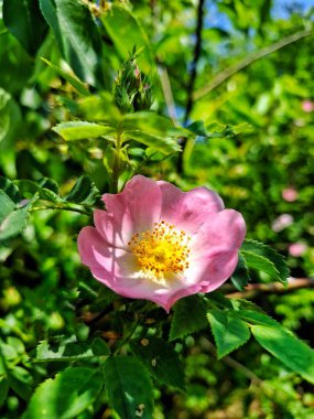Ormandaki yabani gül, çiçek açan gül ağacı.