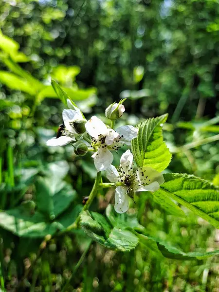 Vahşi böğürtlen çiçekleri ormanda çiçek açıyor