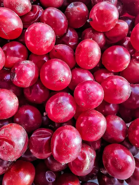 Olgun viburnum toplandı, kırmızı böğürtlen hasadı.