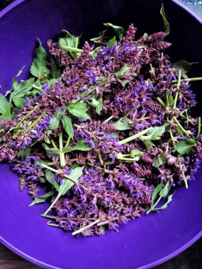 Taze toplanmış adaçayı yaprakları bir kase şifalı bitki koleksiyonunda