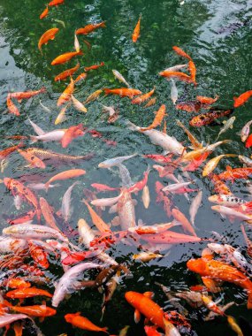 Temiz su göleti manzaralı renkli koi balığı.