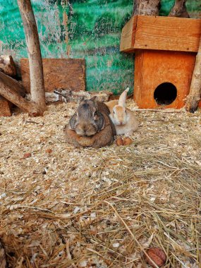 Tavşanlar, ahşap hayvan evinin yakınındaki yerde dinleniyor.