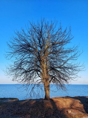 Arka planda deniz ve gökyüzü olan çıplak ağaç silueti.