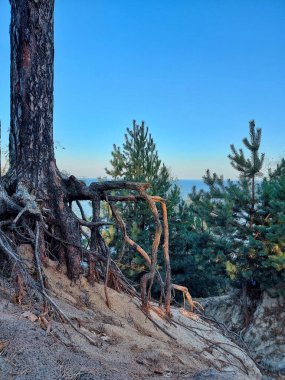 Exposed pine tree roots on sandy riverbank
