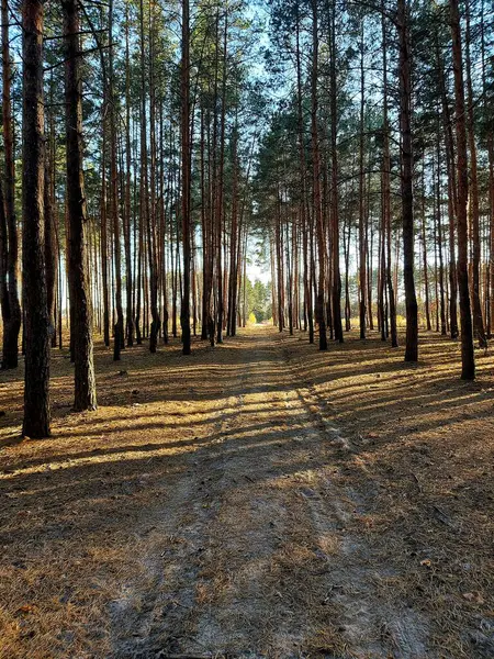 Uzun düz gövdeli çam ormanları boyunca düz bir yol.