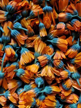 Siyah arkaplanda Calendula çiçek deseni