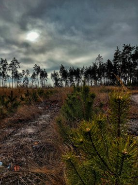 Huysuz orman kuru çimenler, çamlar ve gri gökyüzü ile temizleniyor.