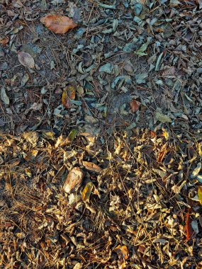 Orman zemini güneşli ve gölge manzaralı.