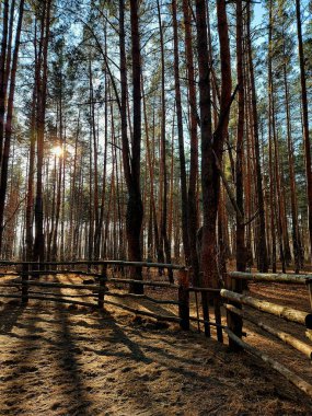 Çam ormanında atsız güneşli at arenası