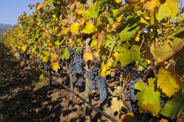 Çağdaş sulama bağlarında olgun üzümler