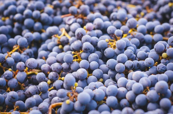 新鲜收获的红葡萄背景 免版税图库照片