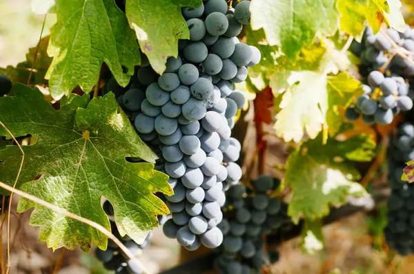 Сбор Винограда Небольших Органических Виноградниках Лицензионные Стоковые Изображения