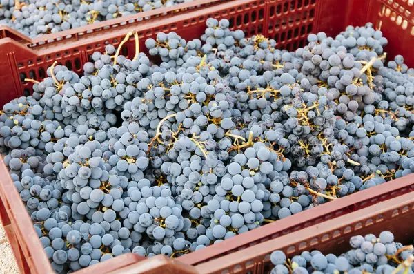 Сбор Винограда Небольших Органических Виноградниках Стоковое Изображение