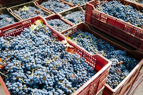 Сбор Винограда Небольших Органических Виноградниках Стоковое Фото