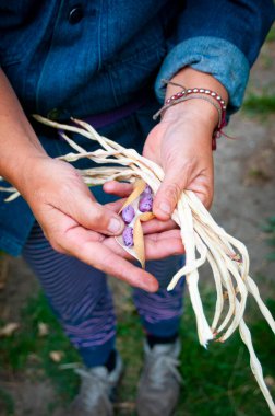 Bitkilerin ve çiçeklerin düşüşü sırasında tohum toplamak