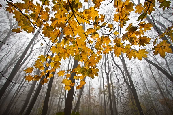 森の中の霧の朝 去年の秋の紅葉 ストックフォト