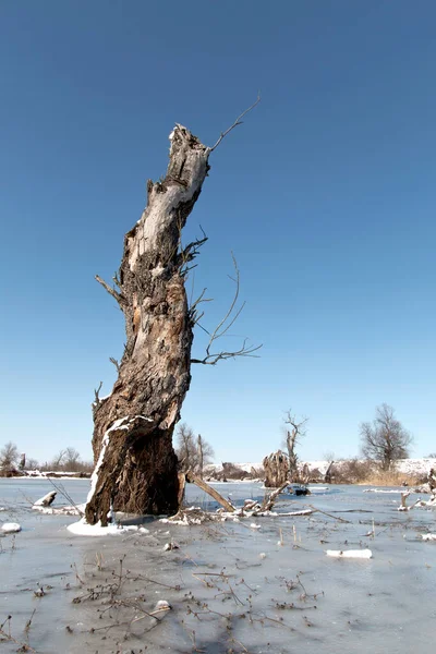 冬日里在冰水上的干枯的树 免版税图库照片