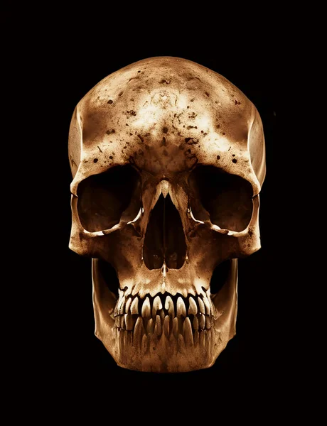 The skull of an unknown human-like being on a black background.