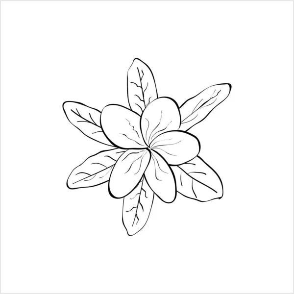 Plumeria Frangipani Kwiat Atrament Długopis Szkic Wektor Sztuka Ilustracja — Wektor stockowy