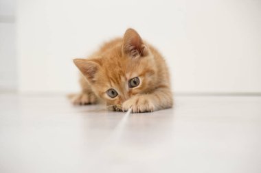 Parlak dairede küçük kırmızı kedi yavrusu iple oynuyor. Boşluğu kopyala.